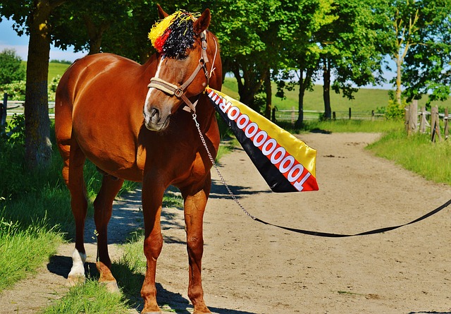 欧洲冠军联 欧洲冠军联